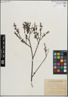 Foto von Salix purpurea L.